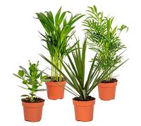 Bloomique - Lot de 4 - Mélange de plantes d’intérieur résistantes - Dracaena, Dypsis, Clusia, Chamaedorea - Dépolluantes - 20-40 cm de haut - Pot 12 cm