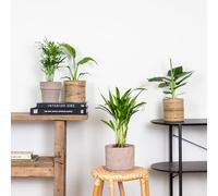 Bloomique - Lot de 4 - Mélange de plantes tendance - Chamaedorea, Dypsis, Musa, Strelitzia - Dépolluantes - 20-45 cm