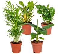 Bloomique - Lot de 4 - Mélange de plantes tropicales - Musa, Chamaedorea, Codiaeum, Coffea - Dépolluantes - 20-40 cm de haut - Pot 12 cm