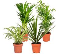 Bloomique - Lot de 4 - Mélange dépolluant - Dracaena, Dypsis, Chamaedorea, Chlorophytum - Plantes d’intérieur - Hauteur 20-40 cm - Pot 12 cm