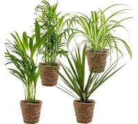 Bloomique - Lot de 4 - Mélange dépolluant - Dracaena - Dypsis - Chamaedorea - Chlorophytum - Plantes d’intérieur - Hauteur 20-40 cm - Panier en rotin 12 cm