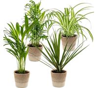 Bloomique - Lot de 4 - Mélange dépolluant - Dracaena - Dypsis - Chamaedorea - Chlorophytum - Plantes d’intérieur - Hauteur 20-40 cm - Panier en jute 12 cm