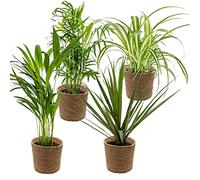Bloomique - Lot de 4 - Mélange dépolluant - Dracaena - Dypsis - Chamaedorea - Chlorophytum - Plantes d’intérieur - Hauteur 20-40 cm - Panier en jonc de mer 12 cm