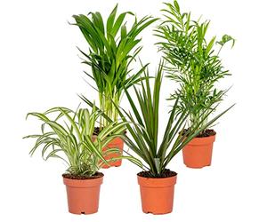 Bloomique - Lot de 4 - Mélange dépolluant - Dracaena, Dypsis, Chamaedorea, Chlorophytum - Plantes d’intérieur - Hauteur 20-40 cm - Pot 12 cm