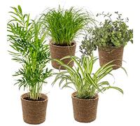 Bloomique - Lot de 4 - Mélange sans danger pour les animaux - Cyperus Zumula - Callisia - Chamaedorea - Chlorophytum - Plantes d’intérieur - Hauteur 20-40 cm - Panier en jonc de mer 12 cm