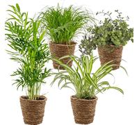 Bloomique - Lot de 4 - Mélange sans danger pour les animaux - Cyperus Zumula - Callisia - Chamaedorea - Chlorophytum - Plantes d’intérieur - Hauteur 20-40 cm - Panier en rotin 12 cm
