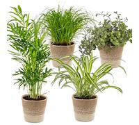 Bloomique - Lot de 4 - Mélange sans danger pour les animaux - Cyperus Zumula - Callisia - Chamaedorea - Chlorophytum - Plantes d’intérieur - Hauteur 20-40 cm - Panier en jute 12 cm