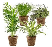 Bloomique - Lot de 4 - Mélange sans danger pour les animaux - Cyperus Zumula - Callisia - Chamaedorea - Chlorophytum - Plantes d’intérieur - Hauteur 20-40 cm - Panier en rotin 12 cm
