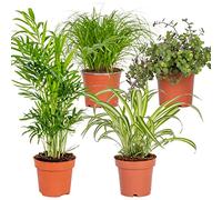 Bloomique - Lot de 4 - Mélange sans danger pour les animaux - Cyperus Zumula, Callisia, Chamaedorea, Chlorophytum - Plantes d’intérieur - Hauteur 20-40 cm - Pot 12 cm