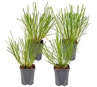 Bloomique - Lot de 4 - Pennisetum alopecuroides Hameln - Herbe aux écouvillons - Herbe ornementale - Plantes de jardin - Résistante au gel - 20-30 cm de haut - Pot 13 cm