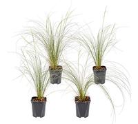 Bloomique - Lot de 4 - Stipa Tenuissima Ponytails - Herbe aux cheveux d’ange - Herbe ornementale - Plantes de jardin - Résistante au gel - 20-30 cm de haut - Pot 13 cm