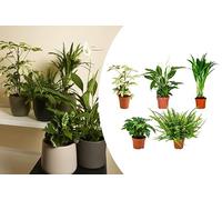 Bloomique - Lot de 5 - Mélange de plantes dépolluantes - Caféier, Fougère, Palmier d’Areca, Fatsia, Spathiphyllum - 20-40 cm de haut - Pot 12 cm