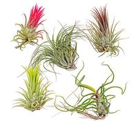Bloomique - Lot de 5 - Tillandsia - Plantes aériennes - Dépolluantes - Très faciles d’entretien - 5-15 cm