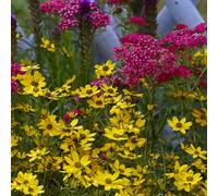 Bloomique - Lot de 6 - Achillée millefeuille ‘Cerise Queen’ - Floraison abondante - Rustique - Vivace - Couvre-sol - Hauteur 10-20 cm - Pot 9 cm