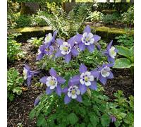 Bloomique - Lot de 6 - Aquilegia Caerulea ‘Spring Magic Blue & White’ - Ancolie - Facile d'entretien - Floraison abondante - Rustique - Vivace - Hauteur 10-20 cm - Pot 9 cm