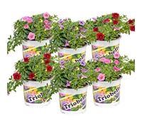 Bloomique - Lot de 6 - Calibrachoa - Mini-pétunias - Mélange de couleurs - Plantes de massif - Plantes de jardin - Hauteur 15-20 cm - Pot 10,5 cm