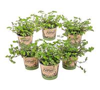 Bloomique - Lot de 6 - Callisia repens - Plante tortue - Comestible pour animaux - Plante d’intérieur - Sans danger - 10-20 cm de Haut - Pot 12 cm