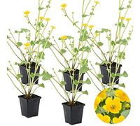Bloomique - Lot de 6 - Caltha Palustris - Populage des marais - Plantes de bassin - Rustique - Hauteur 15-25 cm - Pot 9 cm