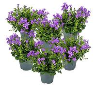 Bloomique - Lot de 6 - Campanula Ambella Intense Purple - Campanule - Couvre-sol - Plantes de jardin - Résistante au gel - Sans danger pour les animaux - 10-20 cm de haut - Pot 10,5 cm
