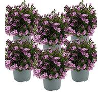 Bloomique - Lot de 6 - Campanula Ambella Pink - Campanule - Couvre-sol - Plantes de jardin - Résistante au gel - Sans danger pour les animaux - 10-20 cm de haut - Pot 10,5 cm