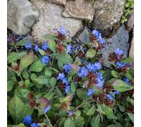 Bloomique - Lot de 6 - Ceratostigma plumbaginoides - Dentelaire de Chine - Plantes jardin - Vivace - Floraison abondante - Rustique - Hauteur 10-20 cm - Pot 9 cm