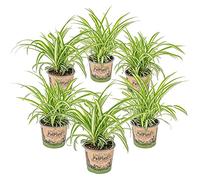 Bloomique - Lot de 6 - Chlorophytum 'Variegatum' - Plante araignée - Dépolluante - Sans danger - Hauteur 20-30 cm - Pot 12 cm