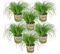 Bloomique - Lot de 6 - Cyperus zumula - Herbe à chat - Plante d’intérieur - Sans danger pour les animaux - 20-30 cm de Haut - Pot 12 cm