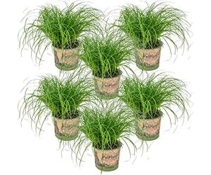 Bloomique - Lot de 6 - Cyperus zumula - Herbe à chat - Plante d’intérieur - Sans danger pour les animaux - 20-30 cm de Haut - Pot 12 cm