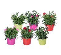 Bloomique - Lot de 6 - Dianthus - Œillet - Mélange de couleurs - Plantes de jardin - Hauteur 15-20 cm - Pot 10,5 cm