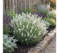 Bloomique - Lot de 6 - Edelweiss Lavandula - Lavanvéritable - Rustique - Parfumée - Vivace - Hauteur 10-20 cm - Pot 9 cm