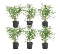 Bloomique - Lot de 6 - Fargesia Rufa - Bambou - Non traçant - Rustique - Persistant - Plantes de jardin - Hauteur 10-20 cm - Pot 10 cm