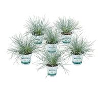 Bloomique - Lot de 6 - Festuca Glauca Compacta Blue - Fétuque Bleue - Herbe Ornementale - Plantes de Jardin - Rustique - Hauteur 20-30 cm - Pot 10,5 cm