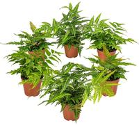 Bloomique - Lot de 6 - Fougères de Jardin - Plantes Vivaces - Rustique - Persistantes - 20-30 cm de Haut - Pot 12 cm