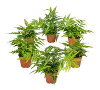 Bloomique - Lot de 6 - Fougères de Jardin - Plantes Vivaces - Rustique - Persistantes - 20-30 cm de Haut - Pot 12 cm
