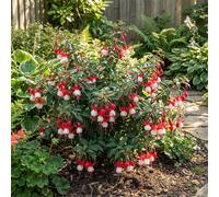 Bloomique - Lot de 6 - Fuchsia Madame Cornelissen - Plante cloche - Plante de Jardin - Vivace - Floraison abondante - Rustique - Hauteur 10-20 cm - Pot 9 cm