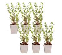 Bloomique - Lot de 6 - Gaura Lindheimeri - Gaura - Plantes de jardin - Rustique - Sans danger pour les animaux - Hauteur 10-20 cm - Pot 9x9 cm