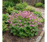 Bloomique - Lot de 6 - Géranium cantabrigiense ‘Cambridge’ - Géranium à fleurs abondantes - Rustique - Vivace - Parfumée - Couvre-sol - Hauteur 10-20 cm - Pot 9 cm