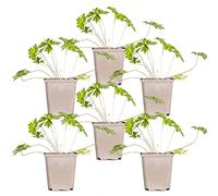 Bloomique - Lot de 6 - Geranium Johnsons Blue - Géranium vivace - Fleurs bleues - Rustique - Hauteur 10-20 cm - Pot 9x9 cm