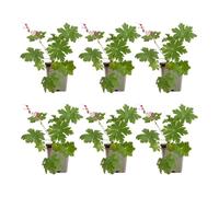 Bloomique - Lot de 6 - Géranium macrorrhizum ‘Spessart’ - Géranium couvre-sol - Floraison abondante - Rustique - Vivace - Parfumée - Hauteur 10-20 cm - Pot 9 cm