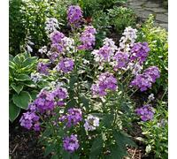Bloomique - Lot de 6 - Hesperis Matronalis ‘Violet’ - Fleur Damas - Floraison abondante - Rustique - Vivace - Parfumée - Hauteur 10-20 cm - Pot 9 cm