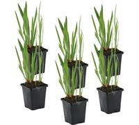 Bloomique - Lot de 6 - Iris Kaempferi - Iris du Japon - Violet - Plantes de bassin - Plantes aquatiques - Rustique - Hauteur 20-30 cm - Pot 9 cm