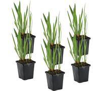 Bloomique - Lot de 6 - Iris Kaempferi - Iris du Japon - Violet - Plantes de bassin - Plantes aquatiques - Rustique - Hauteur 20-30 cm - Pot 9 cm