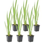 Bloomique - Lot de 6 - Iris Pseudacorus - Iris jaune - Plantes de bassin - Plantes aquatiques - Rustique - Hauteur 20-30 cm - Pot 9 cm