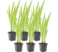 Bloomique - Lot de 6 - Iris Versicolor - Iris versicolore - Plantes de bassin - Plantes aquatiques - Rustique - Hauteur 20-30 cm - Pot 9 cm