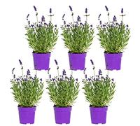 Bloomique - Lot de 6 - Lavandula Angustifolia - Lavande - Plantes de jardin - Rustique - 15-20 cm de haut - Pot 10,5 cm