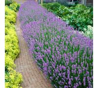 Bloomique - Lot de 6 - Lavandula Angustifolia - Plante de lavande - Plantes de jardin - Résistante au gel - 15-20 cm de haut - Motte 7 cm