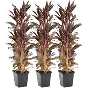 Bloomique - Lot de 6 - Lobelia Queen Victoria - Lobélie cardinalis - Lobélie écarlate - Rouge - Plantes de bassin - Plantes aquatiques - Rustique - Hauteur 20-30 cm - Pot 9 cm