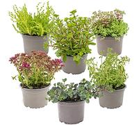 Bloomique - Lot de 6 - Mélange de plantes de rocaille - Plantes de jardin - Résistantes au gel - 15-25 cm de haut - Pot 14 cm
