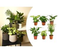 Bloomique - Lot de 6 - Mélange de plantes vertes - Bananier, Caféier, Syngonium, Chamaedorea, Spathiphyllum, Dieffenbachia - 20-40 cm de haut - Pot 12 cm