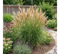 Bloomique - Lot de 6 - Miscanthus sinensis - Graminée ornementale - Rustique - Vivace - Hauteur 10-20 cm - Pot 9 cm